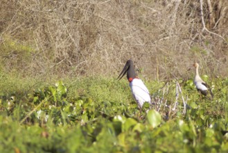 Tuiuiu or Jaburu, Jabiru Stork, Jabiru mycteria, Tabuiaia, Maguari Stork, Ciconia Maguari, Euxenura