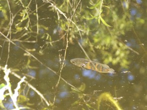 Oscar, Astronotus ocellatus, Pantanal, Mato Grosso do Sul, Brazil ATENÇÃO: NÃO PODEMOS REPRESENTAR