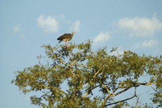 Tachã, Southern Screamer, Chauna torquata, Pantanal, Mato Grosso do Sul, Brazil ATENÇÃO: NÃO