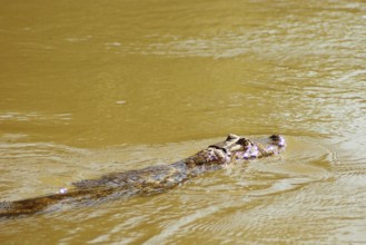 Animal, Alligator, Pantanal, Mato Grosso do Sul, Brazil