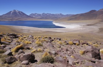 Laguna Miscanti, Los Flamencos Reserve National, Atacama Desert, Region of Antofagasta, Santiago,