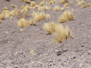 Sector Lagunas Miscanti y Miñiques, Los Flamencos Reserve National, Atacama Desert, Region de