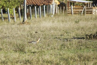 Curicaca-of-neck-yellow, Buff-necked Ibis, Theristicus caudatus, Pantanal, Mato Grosso do Sul,