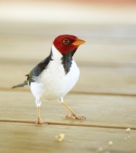 Ladybug, Cardinal Yellow-billed, Paroaria capitata, Pantanal, Mato Grosso do Sul, Brazil ATENÇÃO: