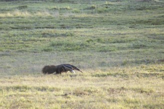 Anteater, Pantanal, Mato Grosso do Sul, Brazil