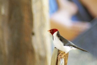 Ladybug, Cardinal Yellow-billed, Paroaria capitata, Pantanal, Mato Grosso do Sul, Brazil ATENÇÃO: