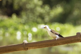 Birro, White Woodpecker, Melanerpes candidus, Pantanal, Mato Grosso do Sul, Brazil