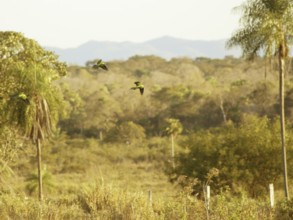 Jandaia-altar boys, Pantanal, Mato Grosso do Sul, Brazil ATENÇÃO: NÃO PODEMOS REPRESENTAR ESSA