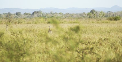 Emu, Rhea americana, Rheidae, Pantanal, Mato Grosso do Sul, Brazil ATENÇÃO: NÃO PODEMOS REPRESENTAR