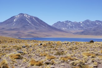 Laguna Miscanti - Reserva Nacional Los Flamencos - Deserto do Atacama - Região de Antofagasta -