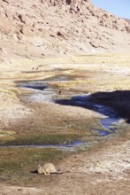 Thermal waters, Atacama Desert, Region of Antofagasta, Santiago, Chile