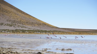 Desert of Lipez, Department of Potosi, Sud Lipez Province, La Paz, Bolívia