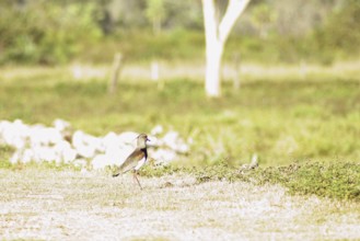 I want-want, Southern Lapwing, Vanellus chilensis, Pantanal, Mato Grosso do Sul, Brazil