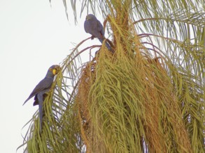 Macaw-blue-big, Pantanal, Mato Grosso do Sul, Brazil