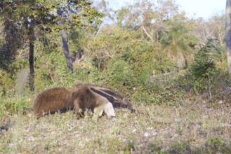 Anteater, Pantanal, Mato Grosso do Sul, Brazil