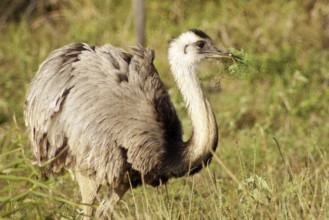 Emu, Pantanal, Mato Grosso do Sul, Brazil