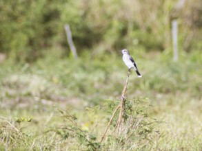 Dove-give-souls, Maria-white, Gray Monjita, Xolmis cinerea, Pantanal, Mato Grosso do Sul, Brazil