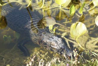 Animal, Alligator, Pantanal, Mato Grosso do Sul, Brazil
