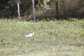 Curicaca-of-neck-yellow, Buff-necked Ibis, Theristicus caudatus, Pantanal, Mato Grosso do Sul,