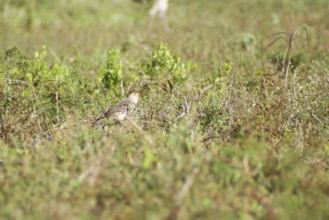 Anu-white, Guira Cuckoo, Guira guira, Pantanal, Mato Grosso do Sul, Brazil