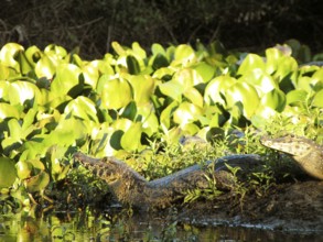 Alligator, Nature, Pantanal, Mato Grosso do Sul, Brazil