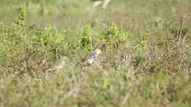 Anu-white, Guira Cuckoo, Guira guira, Pantanal, Mato Grosso do Sul, Brazil