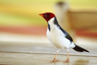 Ladybug, Cardinal Yellow-billed, Paroaria capitata, Pantanal, Mato Grosso do Sul, Brazil ATENÇÃO: