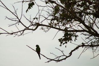 Macaw-blue-big, Pantanal, Mato Grosso do Sul, Brazil