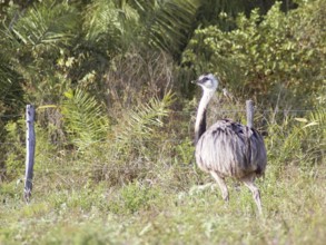 Emu, Pantanal, Mato Grosso do Sul, Brazil