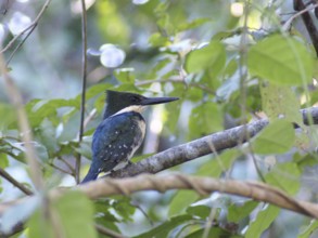 Martin-pescador-pequeno, macho, Green Kingfisher, Chloroceryle americana, Pantanal, Mato Grosso do