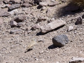 Sector Lagunas Miscanti y Miñiques, Los Flamencos Reserve National, Atacama Desert, Region de