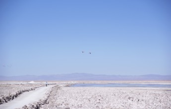 Los Flamecos Reserve National, Salar do Atacama, Atacama Desert, Region of Antofagasta, Santiago,