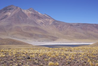 Laguna Miñiques, Los Flamencos Reserve National, Atacama Desert, Region of Antofagasta, Santiago,