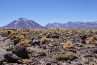 Sector Lagunas Miscanti y Miñiques, Los Flamencos Reserve National, Atacama Desert, Region de