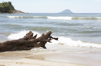 Beach, Trunk, Barra do Una, Peruíbe, São Paulo, Brazil