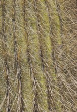 Salar of Uyuni, Desert of Lipez, Department of Potosi, Sud Lipez Province, La Paz, Bolívia