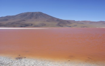 Laguna Colorada, Reserves national of Andean fauna Eduardo Abaroa, Desert of Lipez, Department of