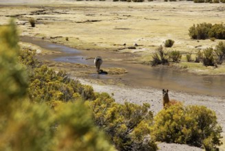 Desert of Lipez, Department of Potosi, Sud Lipez Province, La Paz, Bolívia