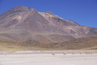 Sector Lagunas Miscanti y Miñiques - Reserva Nacional Los Flamencos - Deserto do Atacama - Região
