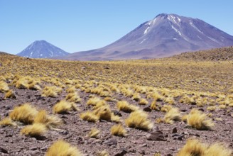 Sector Lagunas Miscanti y Miñiques, Los Flamencos Reserve National, Atacama Desert, Region de