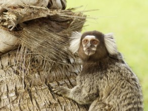 Sagui, Praia do Forte, Bahia, Brazil