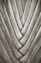 Plant, Texture, Barra do Una, Peruíbe, São Paulo, Brazil