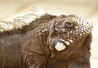 Iguanidae, Praia do Forte, Bahia, Brazil