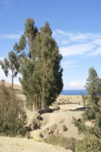 Isla Amantani, Titicaca Lake, Lima, Peru