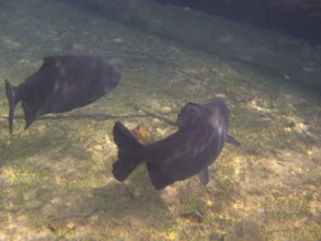 Fish, Pacu, Piaractus mesopotamicus, Bonito, Mato Grosso do Sul, Brazil