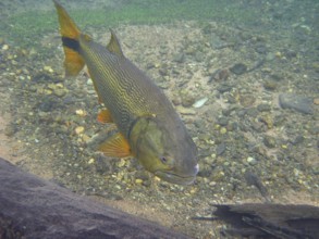 Fish, Dourado, Salminus brasiliensis, Bonito, Mato Grosso do Sul, Brazil