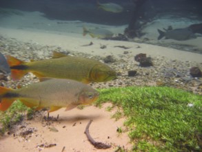 Fish, Piraputanga, Brycon hilarii, Bonito, Mato Grosso do Sul, Brazil
