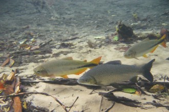 Pisces, Curimbatá, Prochilodus lineatus, Piraputangas, Brycon hilarii, Bonito, Mato Grosso do Sul,
