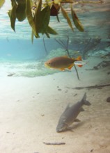 Pisces, Curimbatá, Prochilodus lineatus, Piraputangas, Brycon hilarii, Bonito, Mato Grosso do Sul,