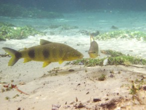 Fish, Piava, Leporinus elongatus, Bonito, Mato Grosso do Sul, Brazil